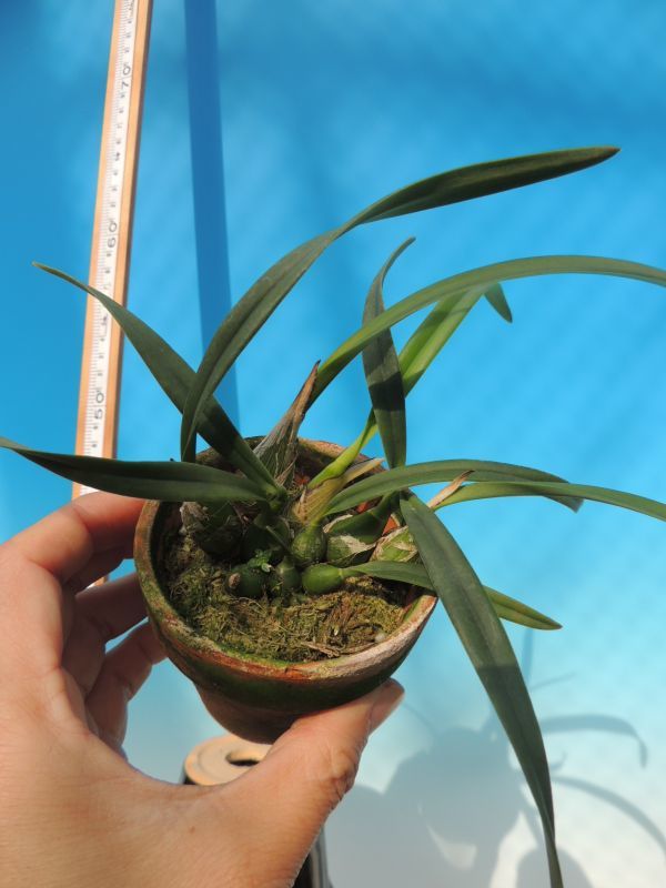 T♪洋蘭 Encyclia tampensis f.alba 'Green Wood' x self 　 洋ラン_画像2