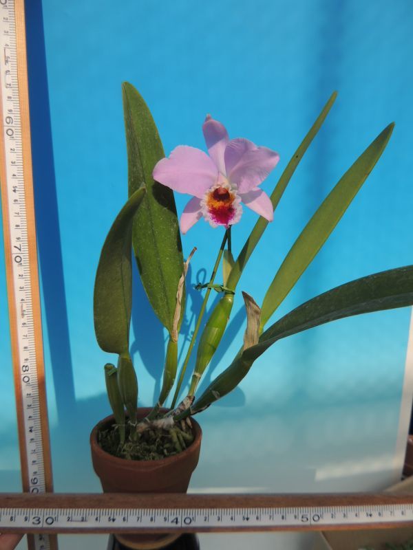 T♪１円スタート洋蘭 Cattleya percivaliana'Tsuji' 　 注：花保たず　 洋ラン　カトレア_画像2