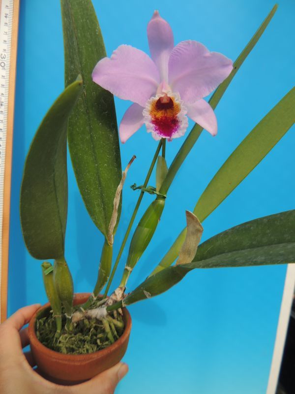 T♪１円スタート洋蘭 Cattleya percivaliana'Tsuji' 　 注：花保たず　 洋ラン　カトレア_画像3