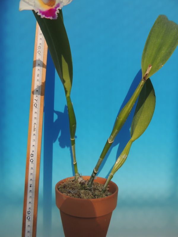 T♪１円スタート洋蘭 Cattleya quadricolor (Dona Zoraide x Angelica)　　 注：花保たず　 洋ラン　カトレア_画像3