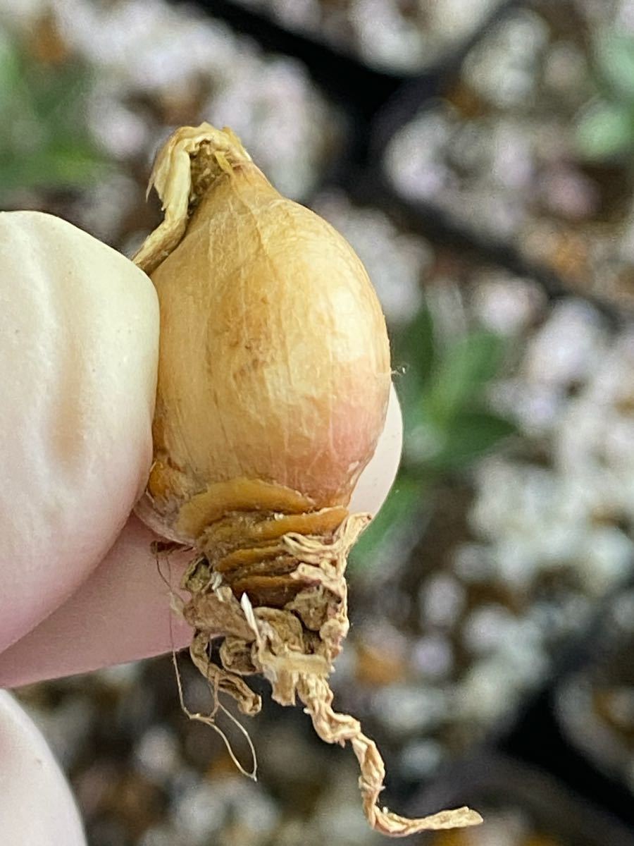 塊根植物 珍奇植物アフリカの貴重希少なBrunsvigia namaquana特選株 5株同梱 No.091 12月8日撮影_画像4