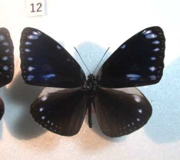 蝶標本　マルバネルリマダラ　⑫　沖縄県　石垣島産　1ペア_♀左後翅補修あり。