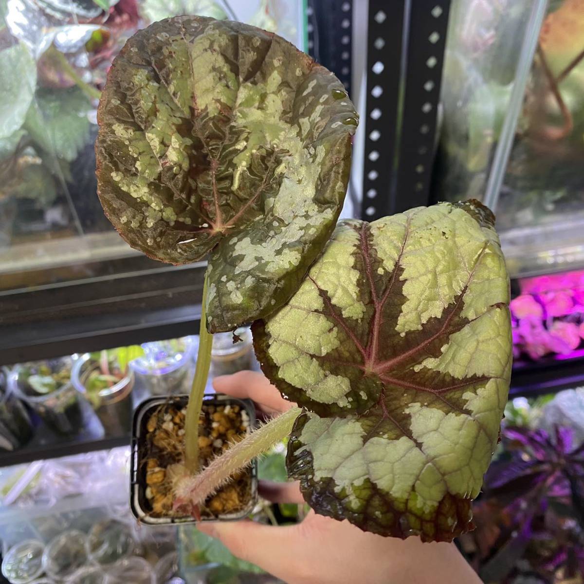 【超大型】Begonia rex Thailand タイレックス　原種ベゴニア_画像3