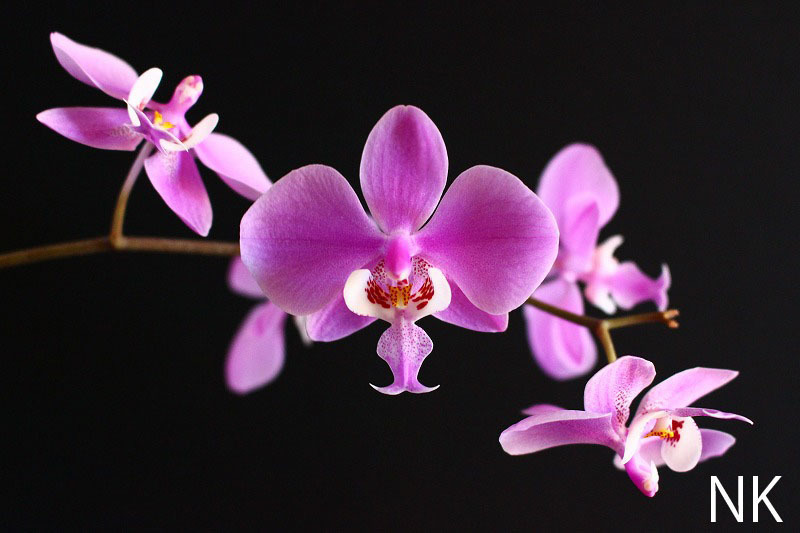 【NK】Phal.schilleriana 山木銀葉×銀葉パープレアのシブリングクロス【洋蘭 ファレノプシス シレリアナ 胡蝶蘭】_画像1