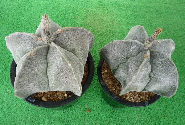 サボテン、多肉植物　山川ストロンギの種子３０粒_画像1