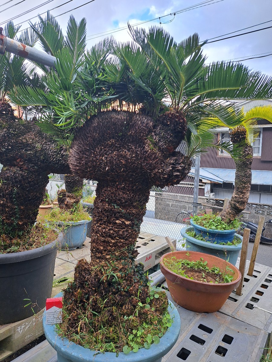 獅子、蘇鉄、ソテツ - 植物/観葉植物 獅子、蘇鉄、ソテツ - 植物/観葉植物