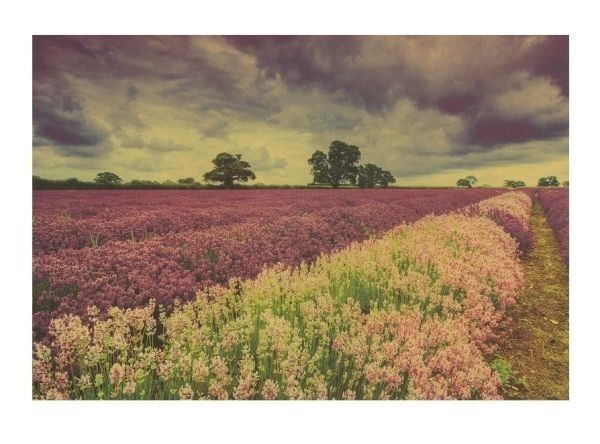  new goods * poster B3 size beautiful flower field . good . Hokkaido lavender stylish poster interior stylish retro 