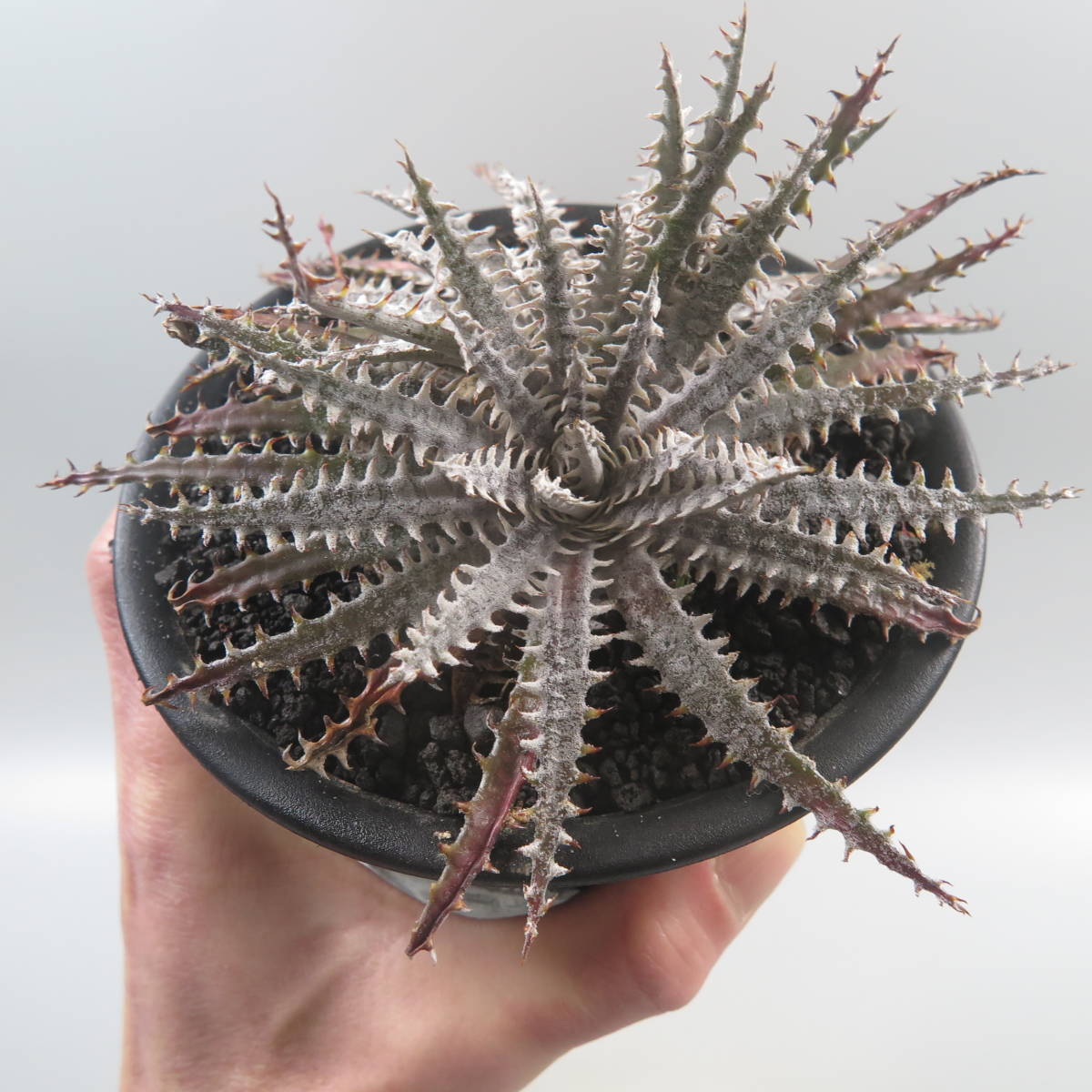 SALE!!! 3. ディッキア ★ Dyckia Donna Marie x Bill Paylen Panus Hybrid_画像6