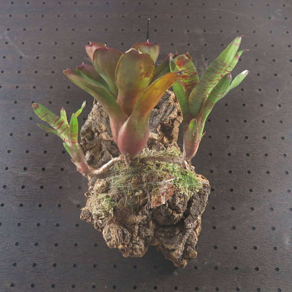 1. ネオレゲリア ☆ Neoregelia Maestra Vida (コルク付) ☆ タンクブロメリア_画像2