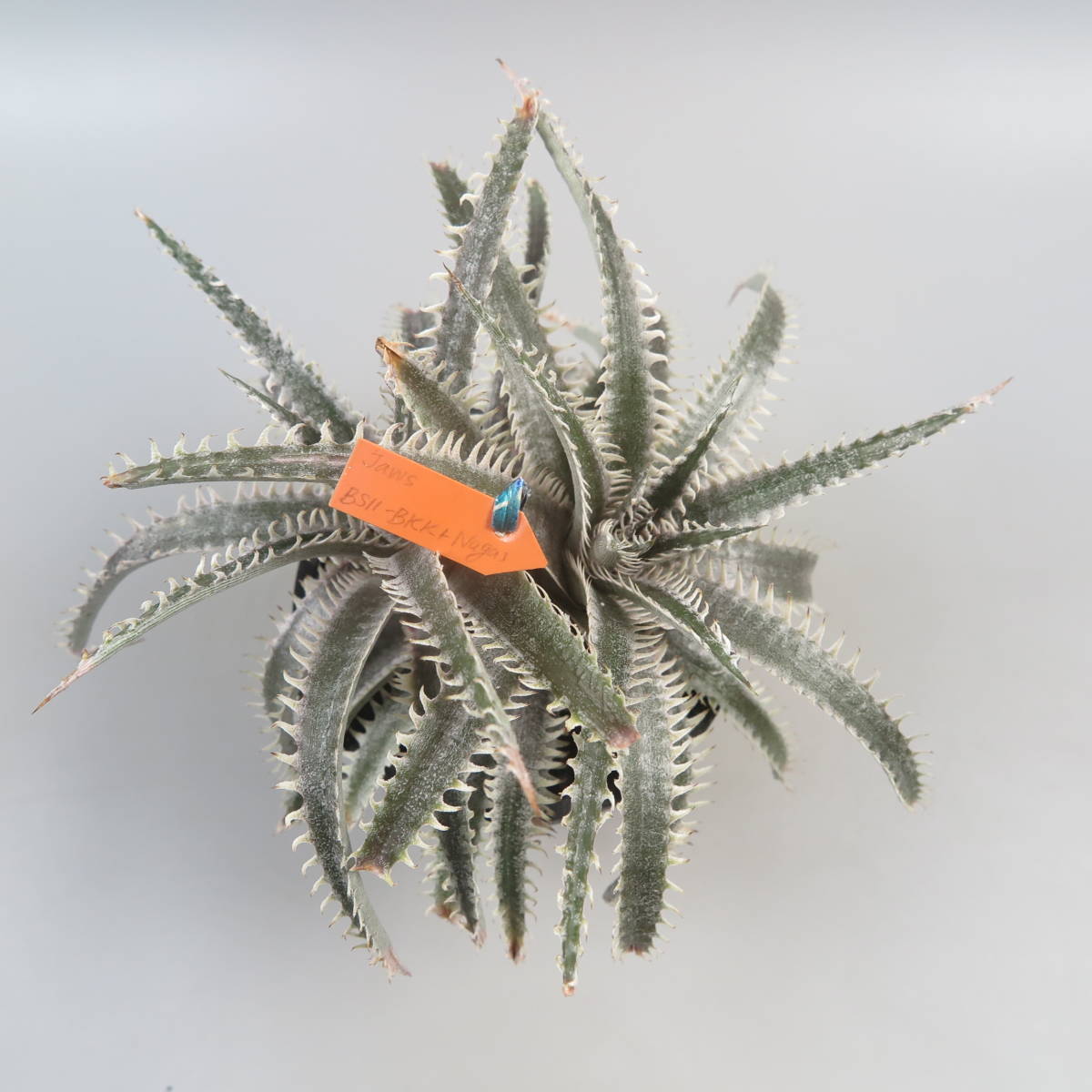 SALE!!! 1. ディッキア ★ Dyckia Jaws x ((Brittle Star F3 D11 x Bangkok Star) x Nagas) Sueb Hybrid 1点もの。_画像8