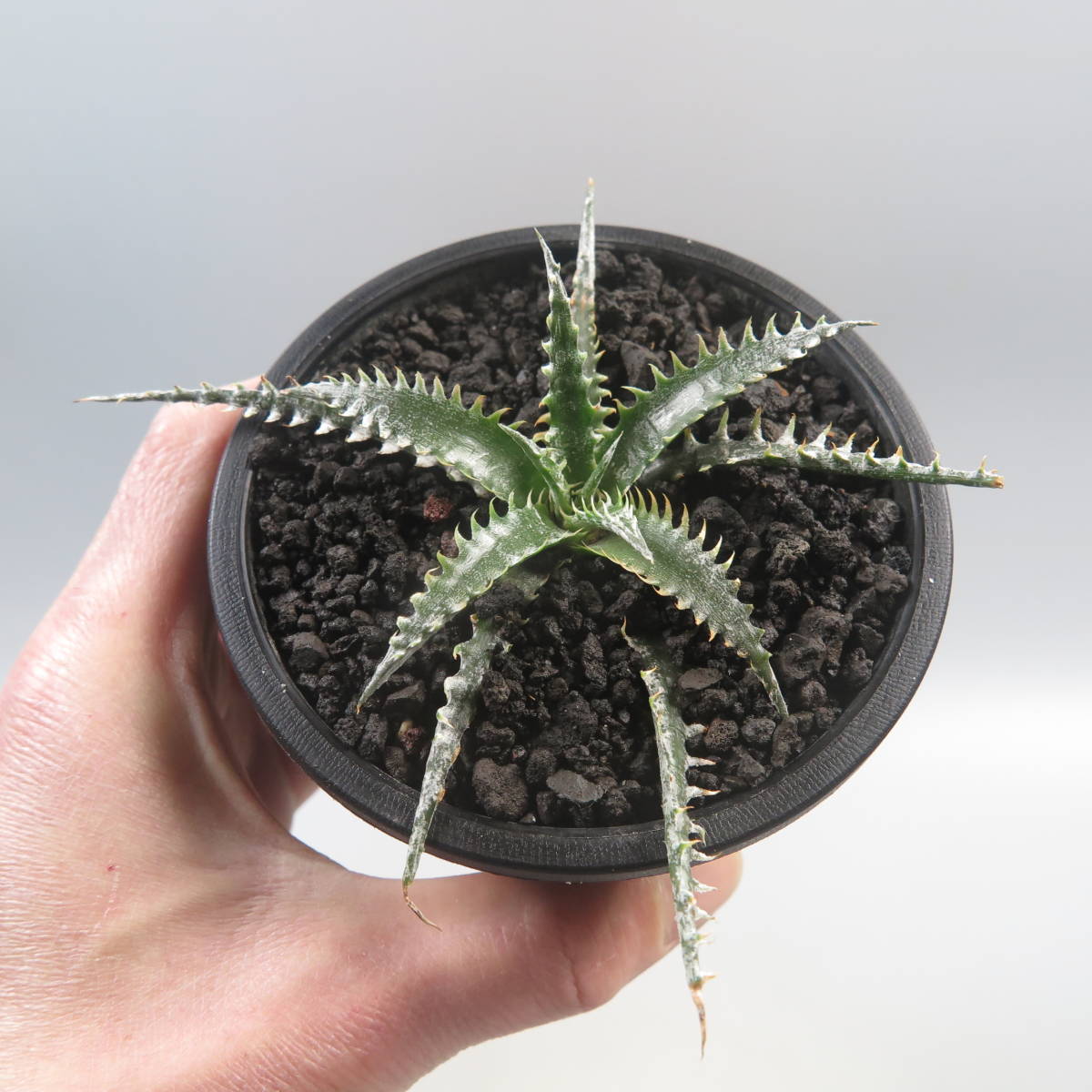 SALE!!! 8. ディッキア ★ Dyckia Abe Sueb Hybrid_画像8