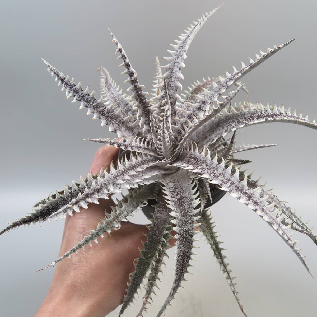 SALE!!! 9. ディッキア ★ Dyckia Hell Ripper Sueb Hybrid_画像6