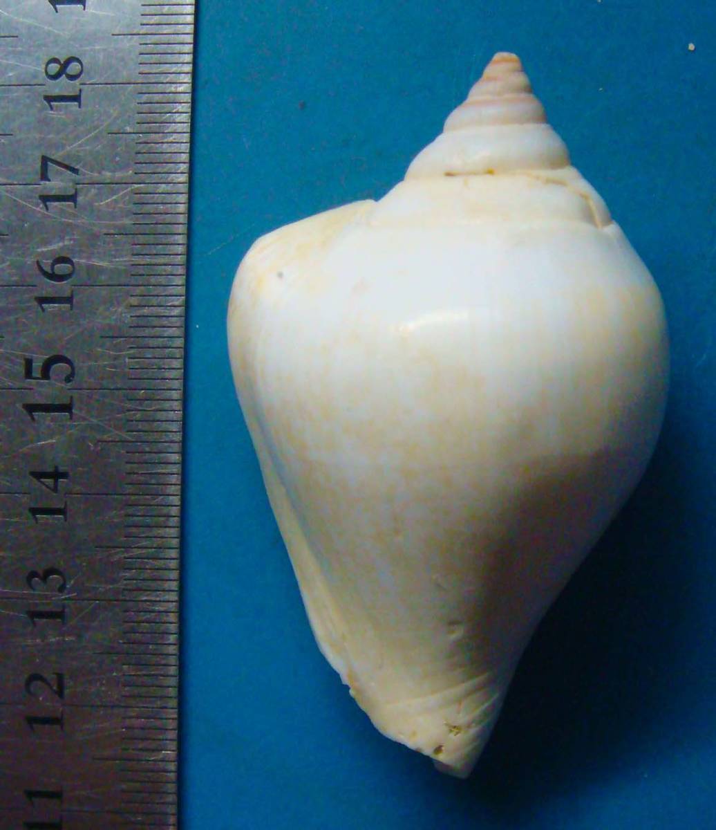 貝 標本 サザナミスイショウガイ(白色)　62mm_画像1