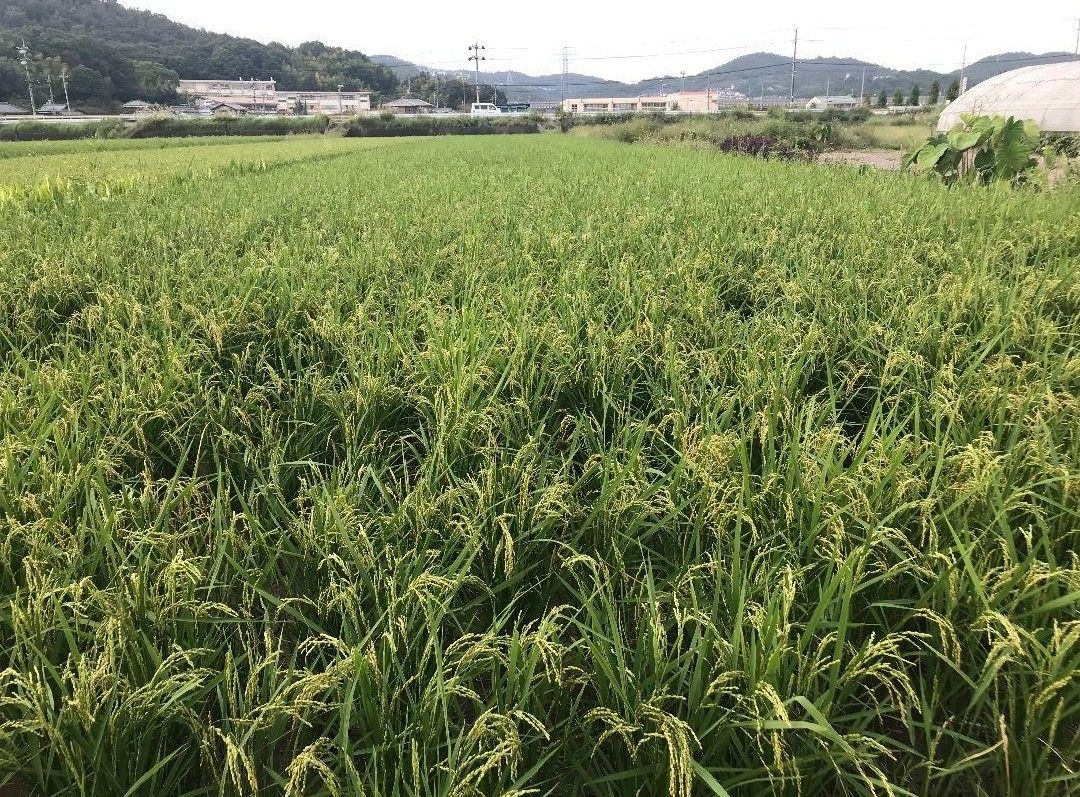自然栽培米 もち米2kg 無農薬 無農薬玄米