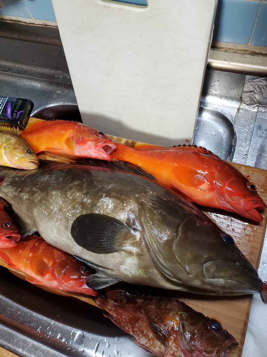 クエ　アラ　モロコ　天然　対馬　高級魚　鍋　正月　オマケ　お得_画像5