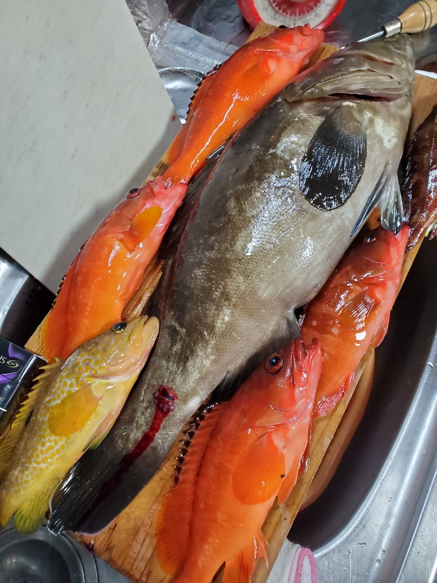 クエ　アラ　モロコ　天然　対馬　高級魚　鍋　正月　オマケ　お得_画像4