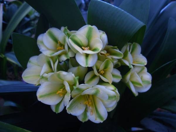 14　クンシラン　君子蘭　　最新の花　緑花同士　♀ヒラオ2007×グリーマーブル　青軸　　3号ビニポット5枚葉_画像1