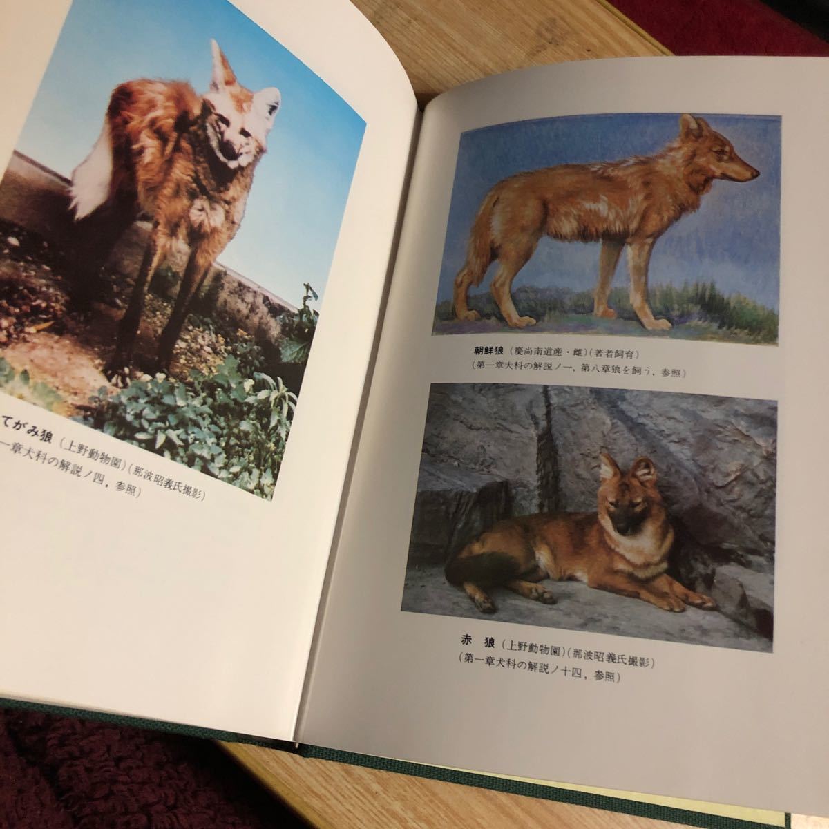 狼 その生態と歴史 平岩米吉 日本狼の正史 昭和５６年初版 クリックポスト発送の画像6