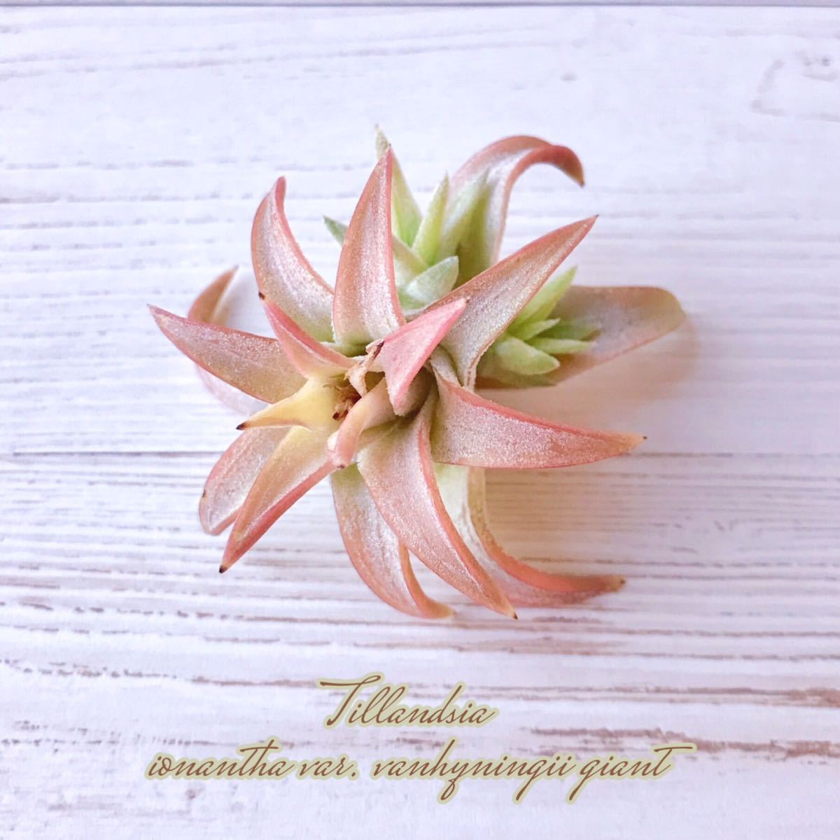 【商品説明ご確認ください】 Tillandsia ionantha var. vanhyningii giant チランジア イオナンタ バンハイニンギー ジャイアント_画像1