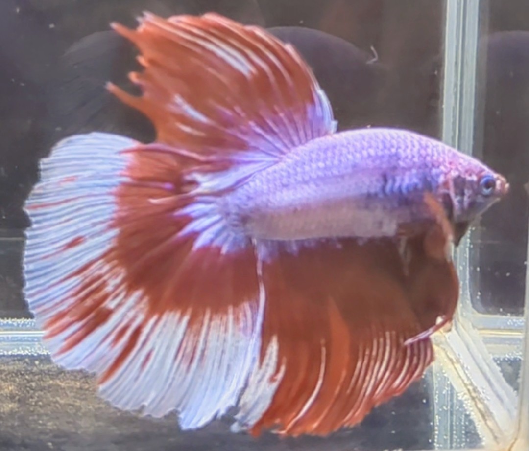 【ほっぺちゃんFARM】〈ベタ・Betta〉O-10 ラベンダーグリッセルHM (オス♂)☆売り切りSALE☆_画像4