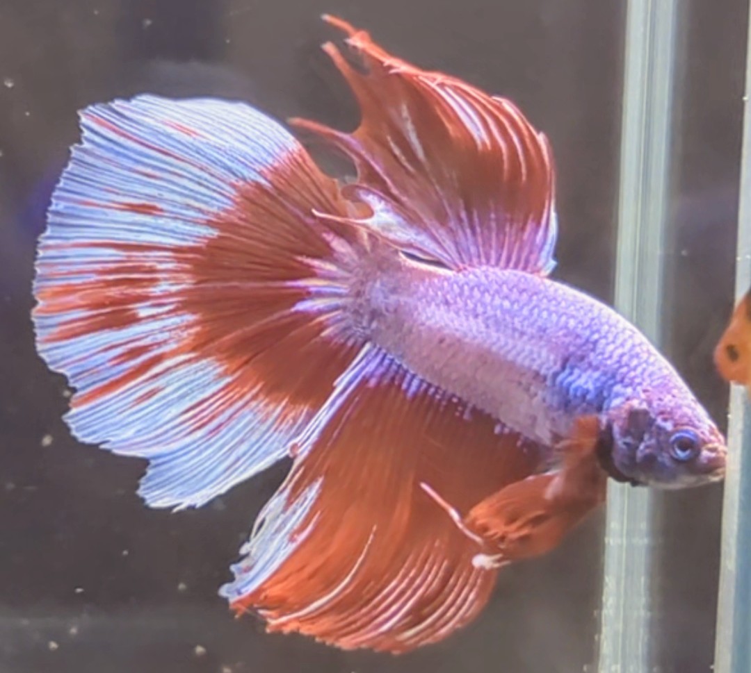 【ほっぺちゃんFARM】〈ベタ・Betta〉O-10 ラベンダーグリッセルHM (オス♂)☆売り切りSALE☆_画像3