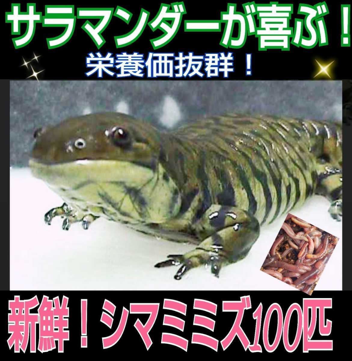 カエルの餌に！新鮮！採れたて直送！シマミミズ100匹セット☆爬虫類の餌、亀の餌、観賞魚の餌、釣りの餌、家庭菜園の土壌改善にも抜群！_画像8