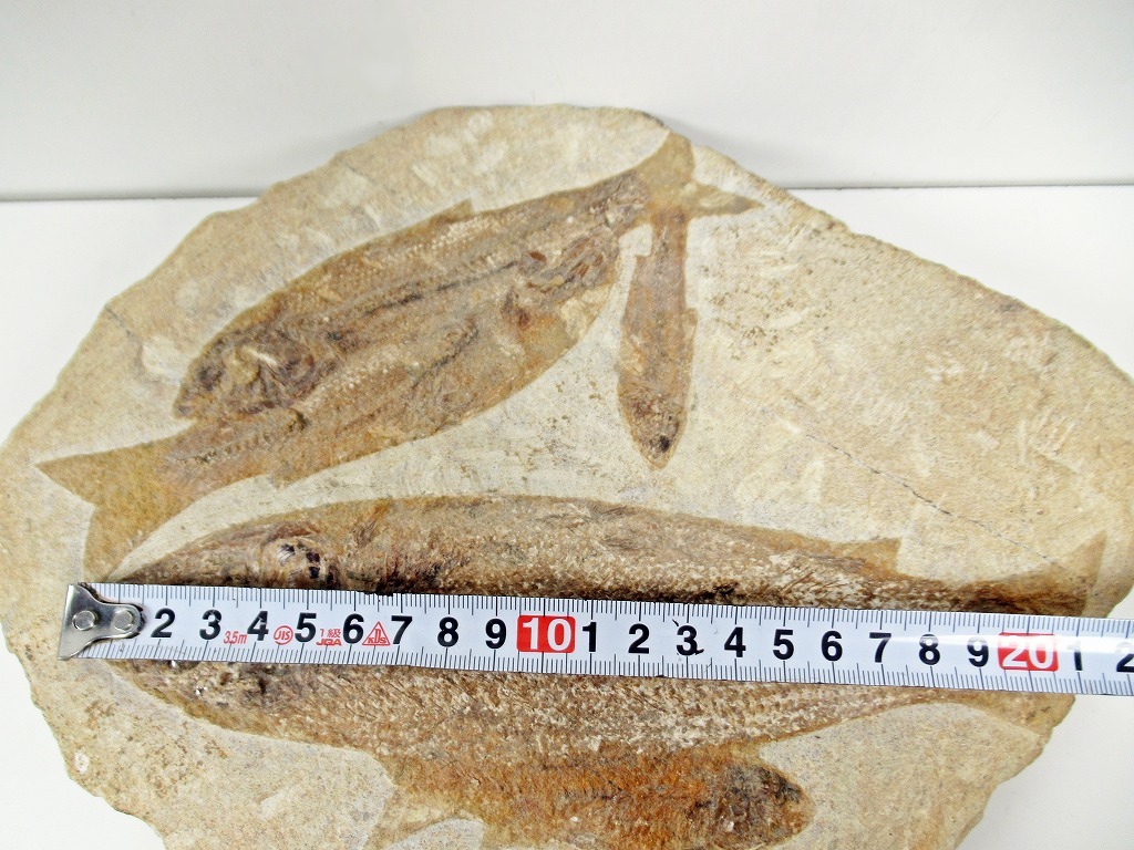 ◆[A138]古代魚　6匹の古代魚　マルチプレート標本　時代　魚化石　発掘品　古生物　コレクション_画像3