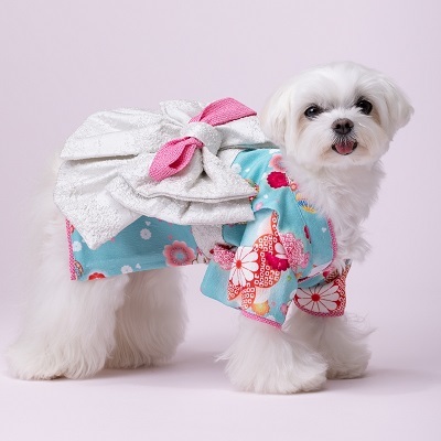  новый товар * домашнее животное одежда *CRAZYBOO*. рисунок кимоно * голубой *M размер * туловище вокруг 38~40cm* собака одежда 