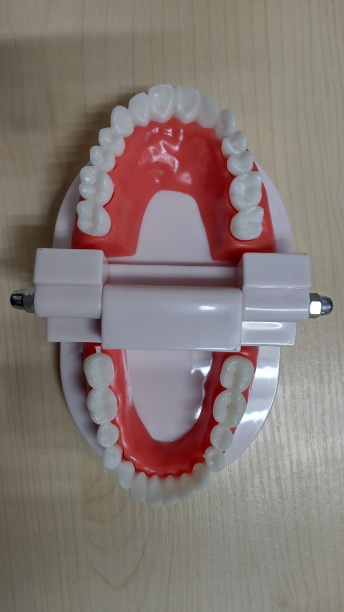 歯列模型 歯の模型 歯 歯磨き指導 模型 おもちゃ 歯模型 実物大 180度 開閉式 歯ブラシセット cmyselect_画像5