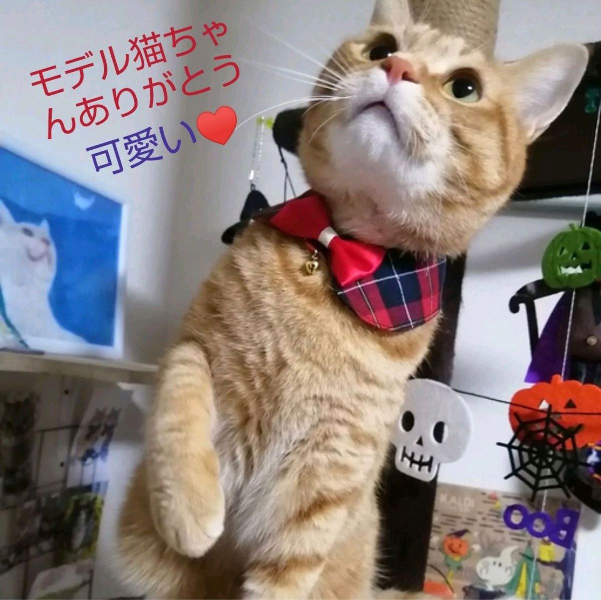 猫の首輪