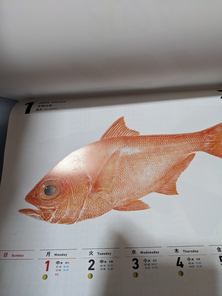 ダイワ　DAIWA　2024　魚拓カレンダー　令和6年　２本セット出品　フィッシングカレンダー　_画像3