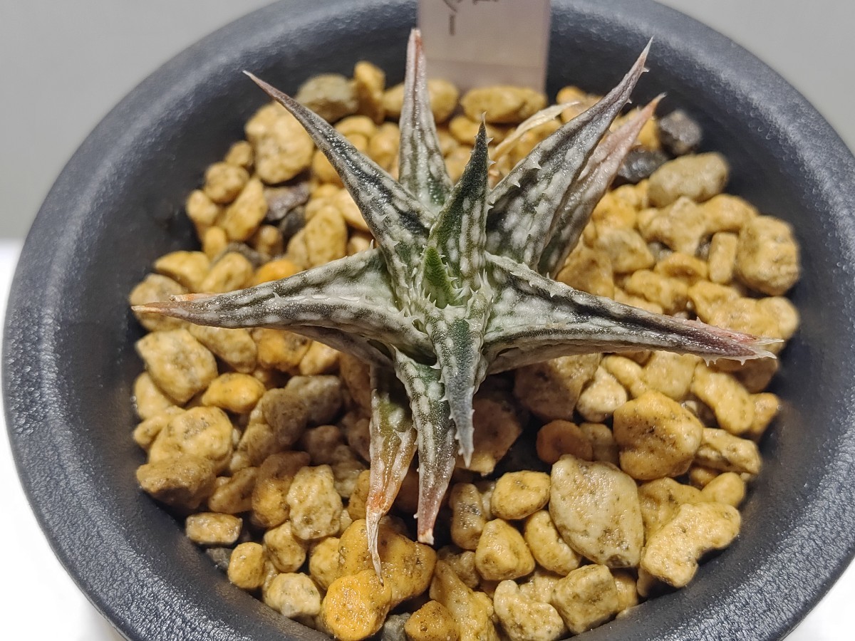 Aloe 'descoingsii'ディスコイングシー 【送料無料】_画像1