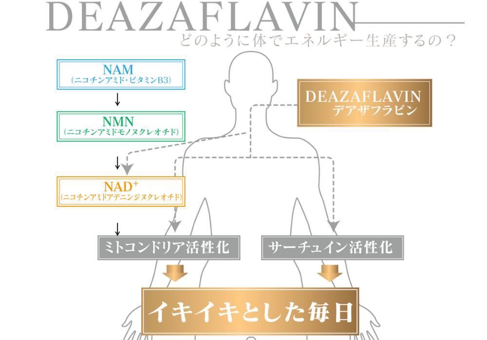 【お得な2本セット】デアザフラビン plus 5-ALA W配合 日本製 純度99.9％以上 1粒NMN1200mg相当 高含有量の画像7