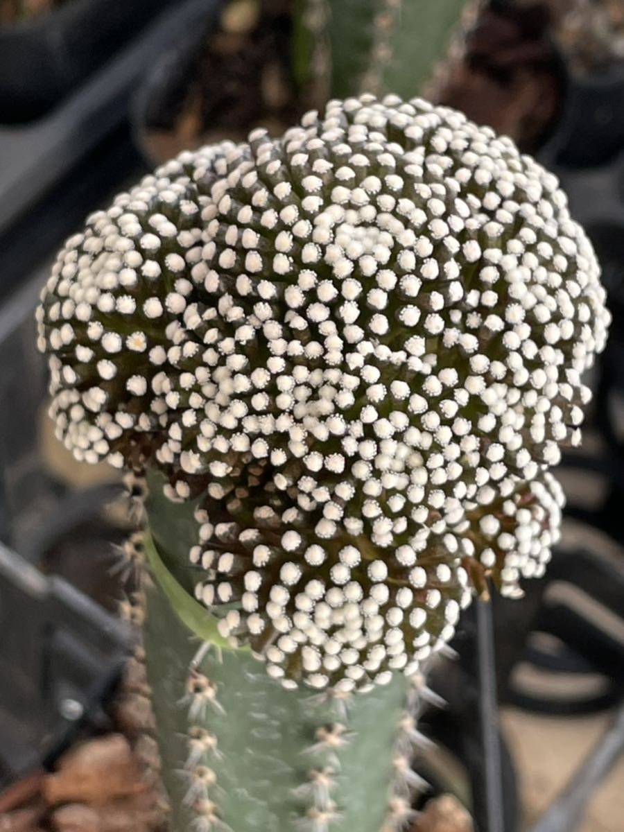 D52クリスマス大特価ルエッテイ群生トクシロ濃密大変綺麗な花咲きます。ドンドン増え特大に成長します。_画像1