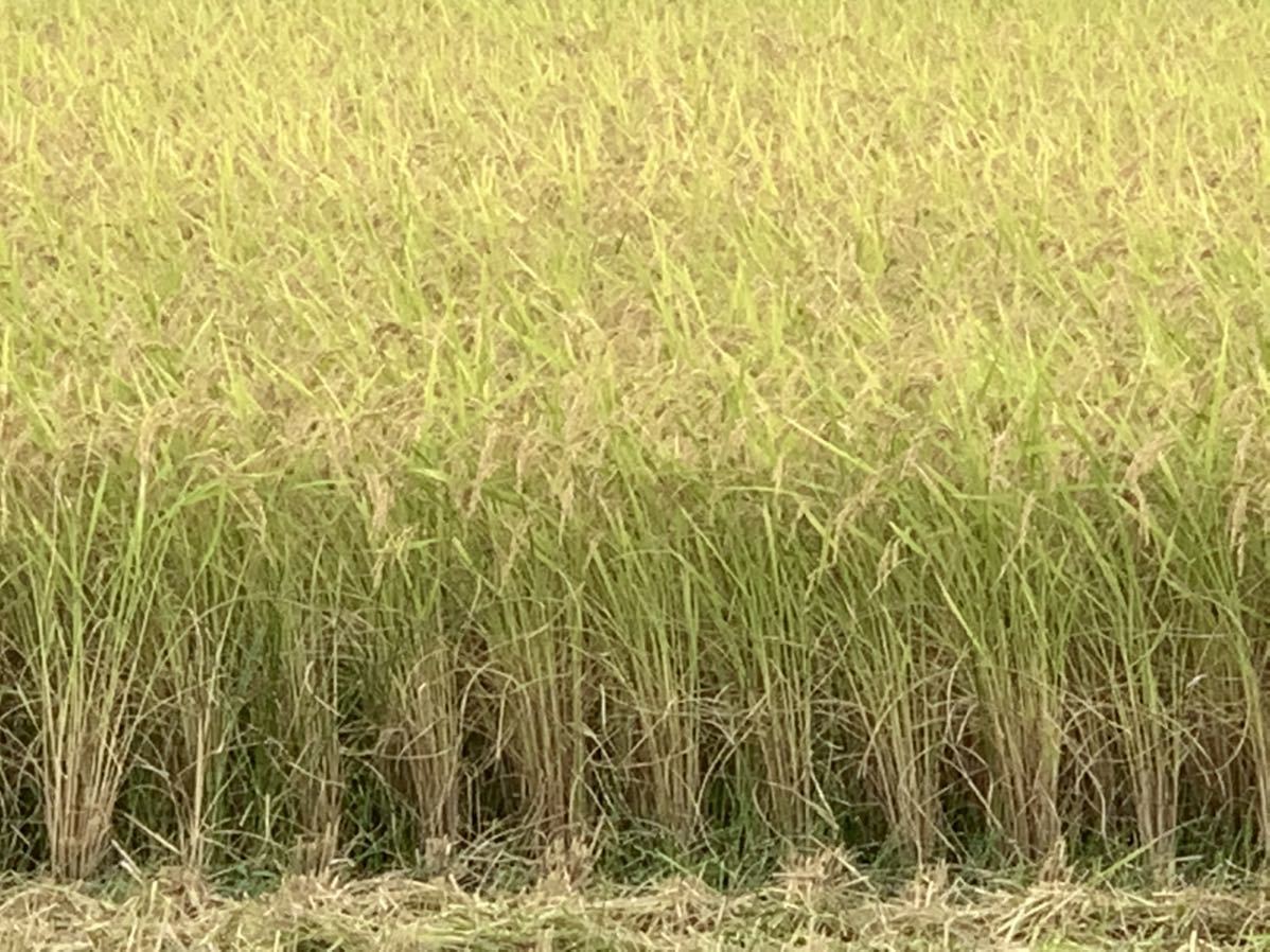 完全無農薬 有機栽培 5キロ『一等米』令和5年 新米 コシヒカリ 玄米　是非発芽玄米にして召し上がって下さい。精米 送料無料(*^^*)_画像6