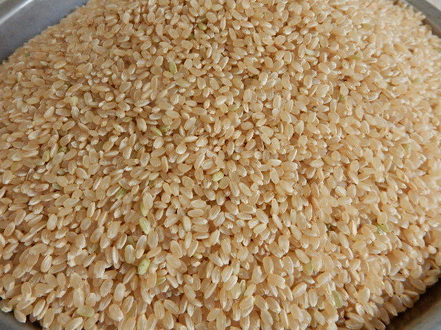 完全無農薬 有機栽培 15キロ 『一等米』令和5年 新米 コシヒカリ玄米 美味しい実家のお米 発芽玄米になります！送料無料！_黒っぽいの混ざってますが安心安全無農薬