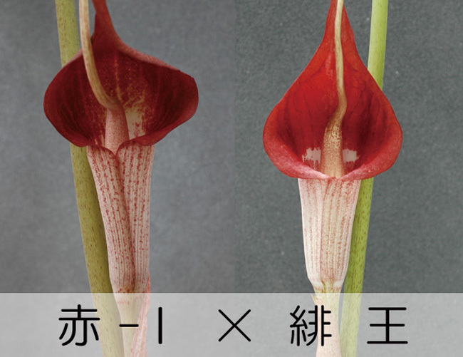 ウラシマソウ 赤花実生 『赤I × 緋王』 L大球 1球 【開花見込】(浦島草、山野草、テンナンショウ)_画像6