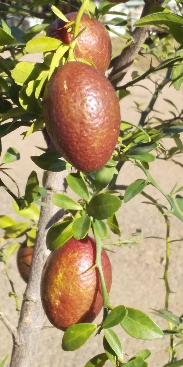** необычный ~ плоды палец lime товар вид [ Австралия mb Lad ] маленький реальный . прилагается контактный дерево рассада 60 см степень!*