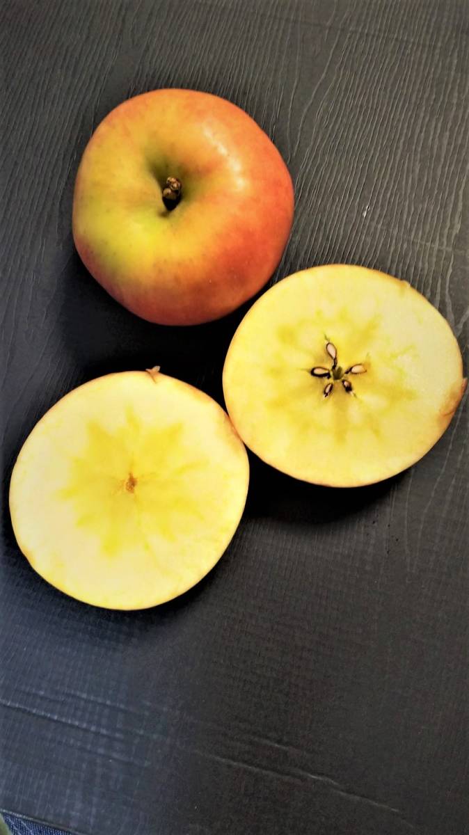 ★♪♪　幻のリンゴ　高徳（こうとく）　蜜たっぷり １年生苗木です！！ 近年果実は『こみつ』（商標登録）という名で販売♪♪★_蜜たっぷり～♪♪