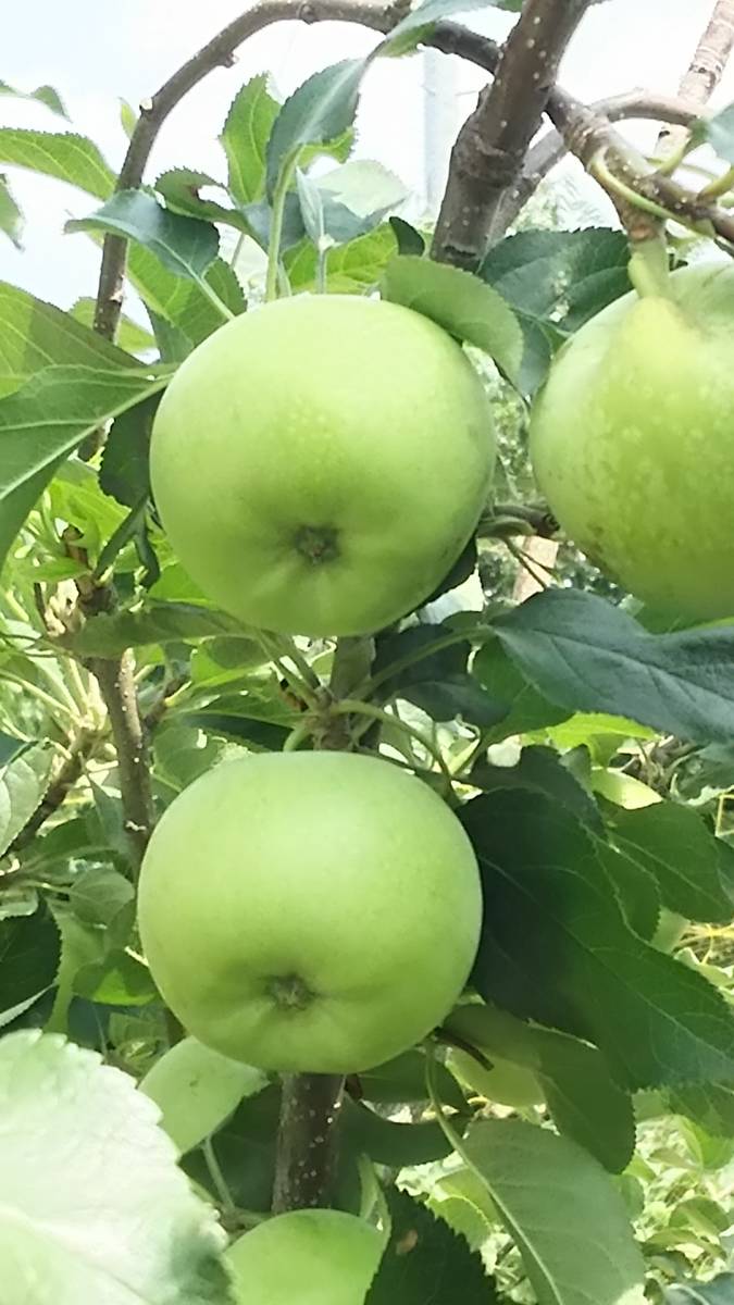 ★♪♪　幻のリンゴ　高徳（こうとく）　蜜たっぷり １年生苗木です！！ 近年果実は『こみつ』（商標登録）という名で販売♪♪★_初夏のイメージです♪♪