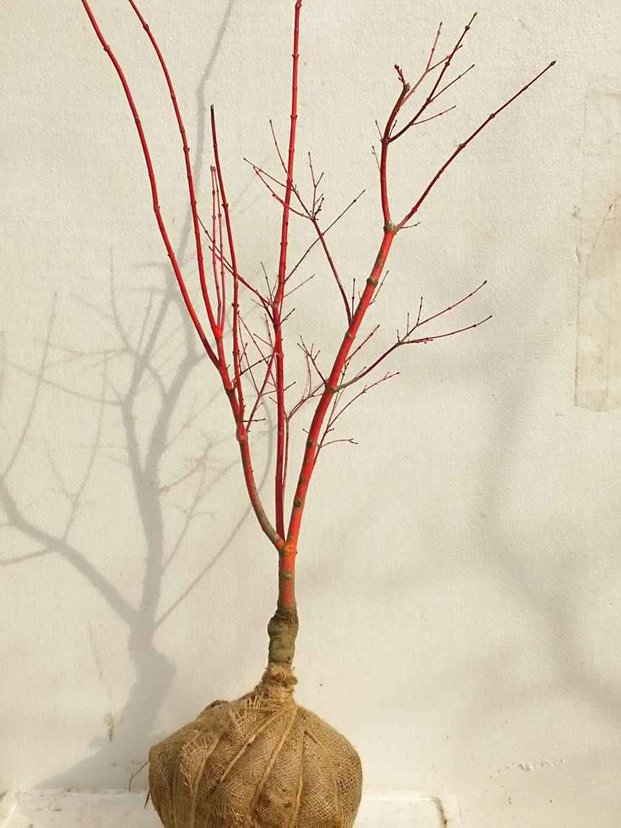 ** maple ...( coral kak) branch . deep-red . color ...1 year raw connection tree seedling **