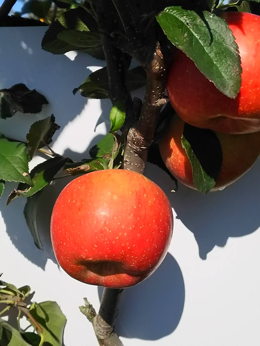 ★♪♪　幻のリンゴ　高徳（こうとく）　蜜たっぷり １年生苗木です！！ 近年果実は『こみつ』（商標登録）という名で販売♪♪★_収穫直前のイメージです♪♪