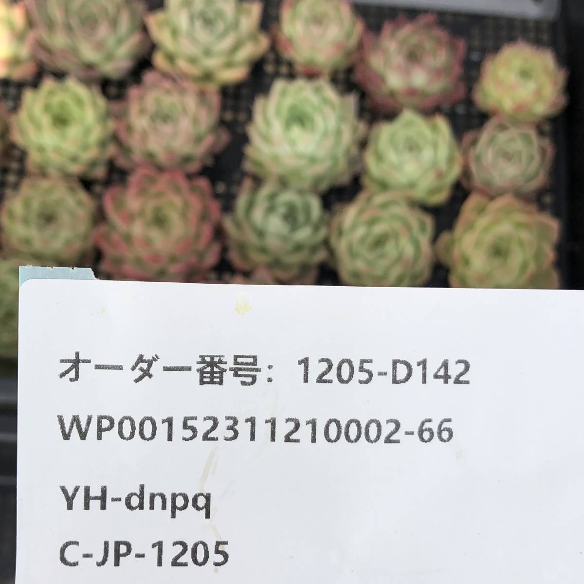 多肉植物24個 1205-D142 リーフレタス エケベリア カット苗 寄植え_画像3