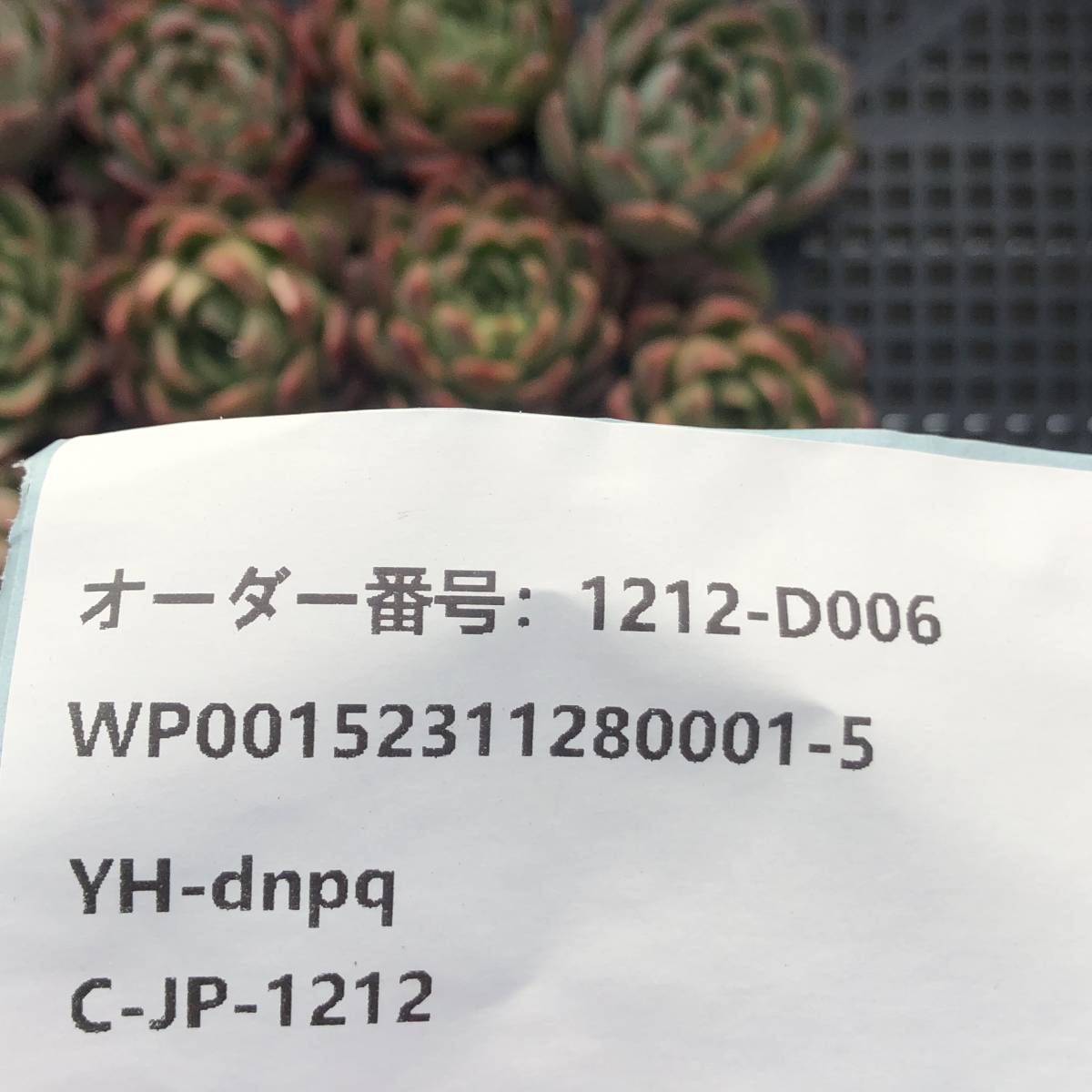 多肉植物24個 1212-D006 グリーンアピアランス エケベリア カット苗 寄植え_画像3