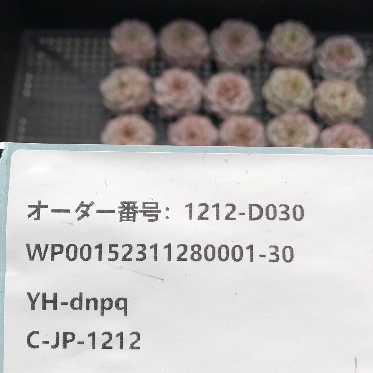 多肉植物24個 1212-D030 レッドベルベット エケベリア カット苗 寄植え_画像3