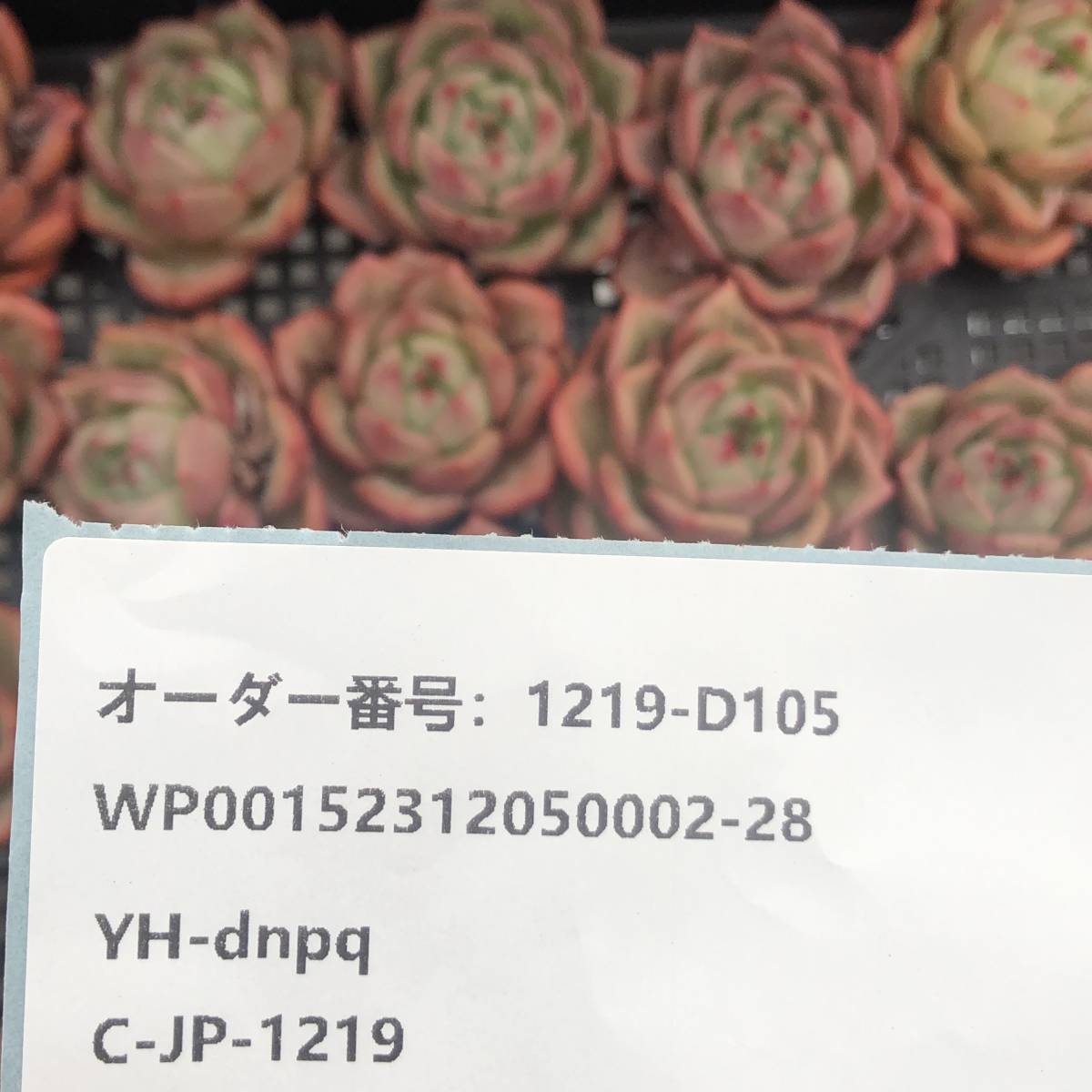 多肉植物24個 1219-D105 ピンクシャンペーン エケベリア カット苗 寄植え_画像3