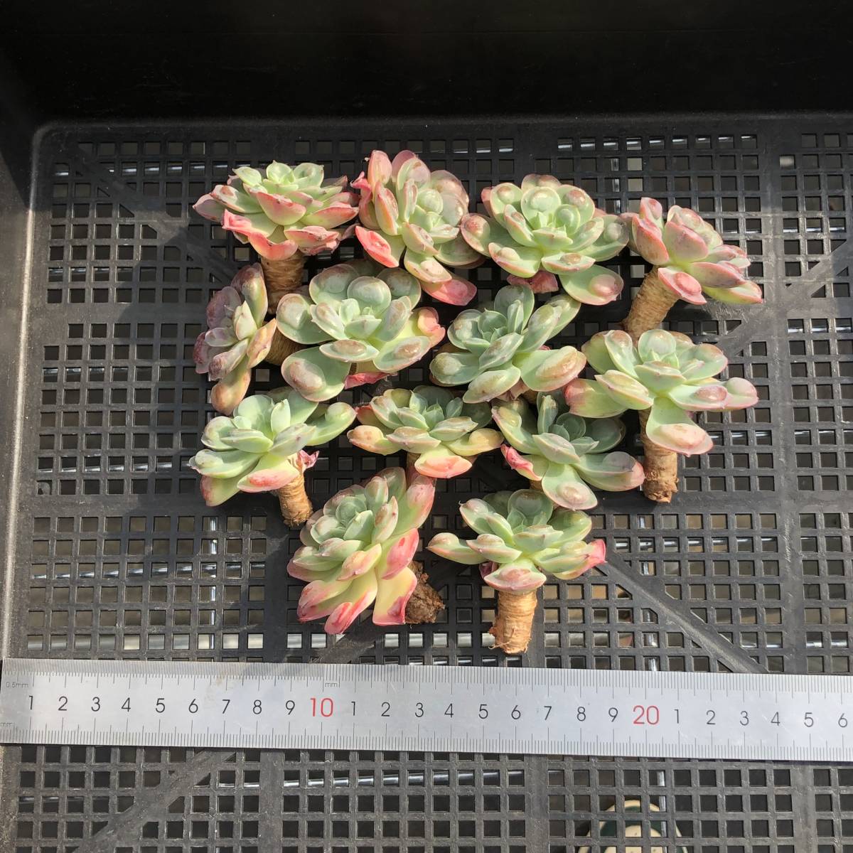 多肉植物13個 1225-K070 レインドロップス エケベリア カット苗 寄植え_画像1