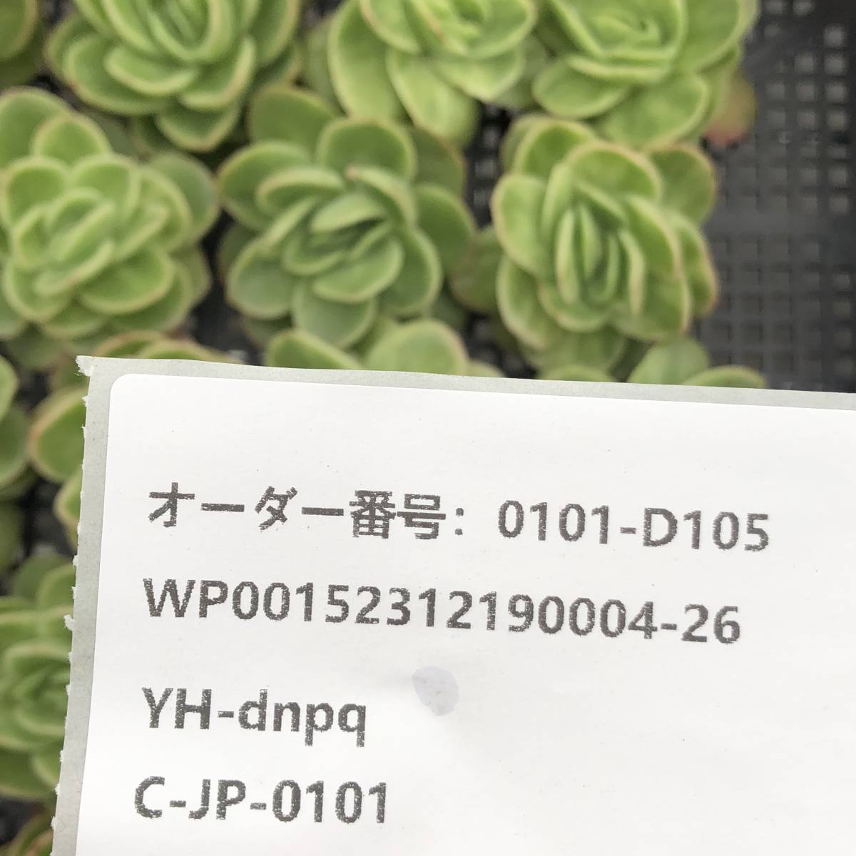 多肉植物24個 0101-D105 アイスローズ錦 エケベリア カット苗 寄植え_画像3