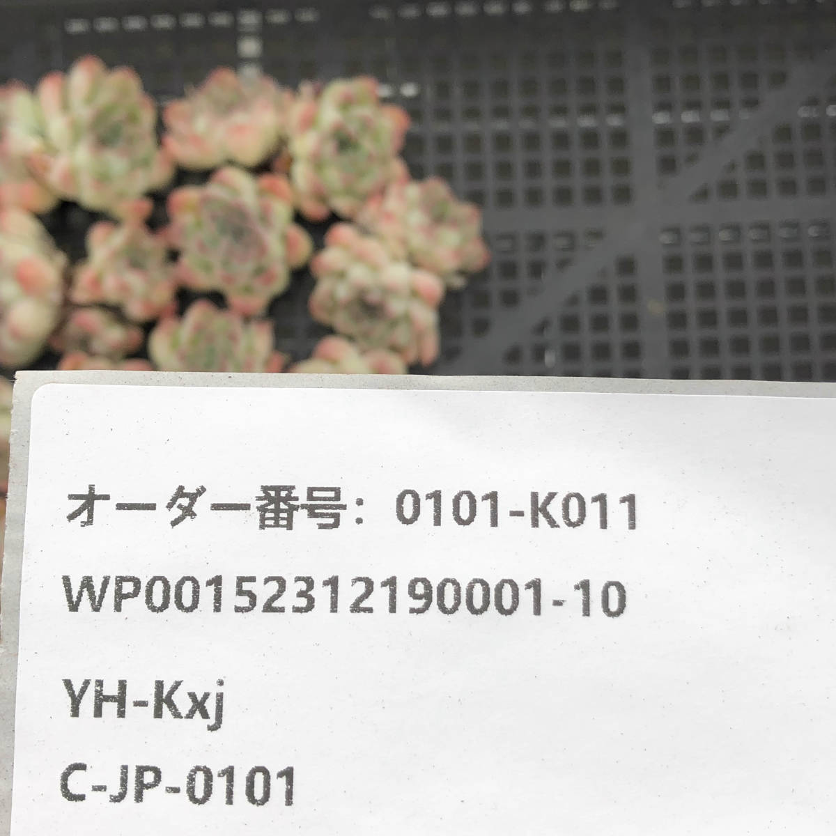 多肉植物18個 0101-K011 プレーンアイス エケベリア カット苗 寄植え_画像3