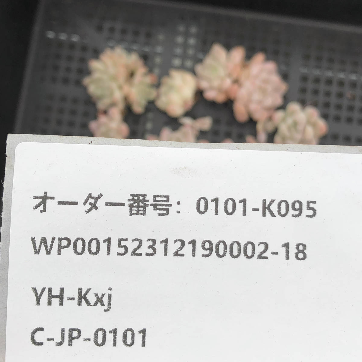 多肉植物18個 0101-K095 クリームビューティー エケベリア カット苗 寄植え_画像3